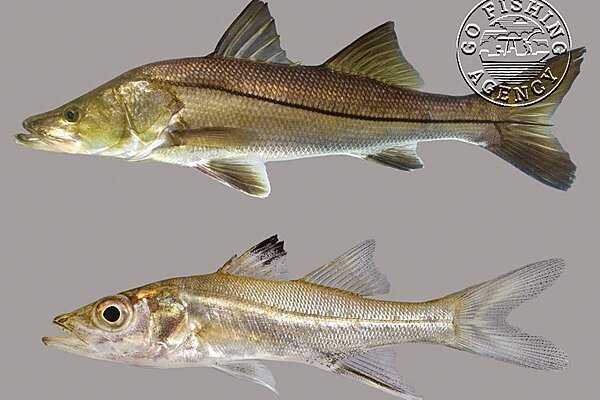 Snook