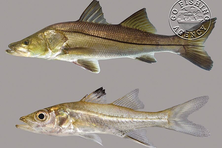 Snook