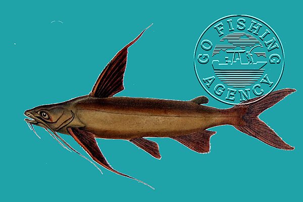 Gafftopsail Catfish (Bagre Marinus)