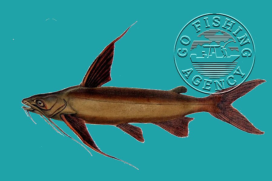 Gafftopsail Catfish (Bagre…