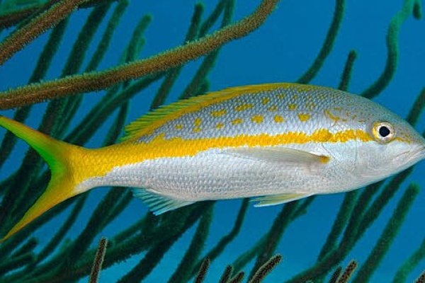 Yellowtail Snapper (Ocyurus chrysurus)